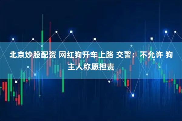 北京炒股配资 网红狗开车上路 交警：不允许 狗主人称愿担责