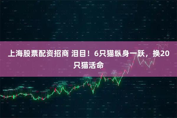 上海股票配资招商 泪目！6只猫纵身一跃，换20只猫活命
